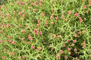 Burnet: Spiny Burnet in fruit Chios, Greece