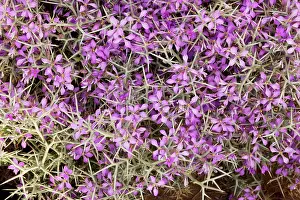 Crucifer: Spiny bushy crucifer - in the Moroccan Sahara Desert