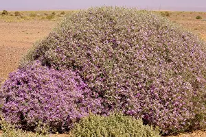 Crucifer: Spiny bushy crucifer Zilla spinosa in the Moroccan