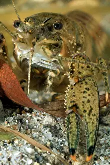 Pinchers: Spiny Cheek Crayfish - close up