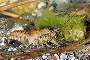 Cray: Spiny Cheek Crayfish - in water