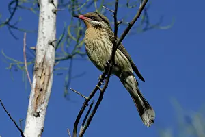 Acanthagenys: Spiny-cheeked Honeyeater