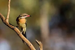 Honeyeaters: Spiny-cheeked Honeyeater