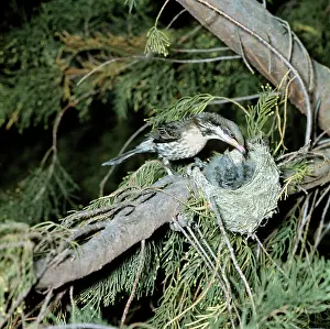 Honeyeaters: Spiny-cheeked Honeyeater