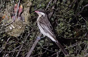 Honeyeaters: Spiny-cheeked Honeyeater