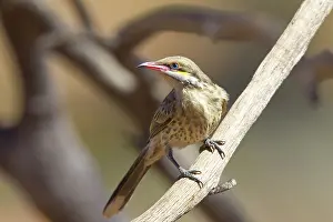 Acanthagenys: Spiny-cheeked Honeyeater