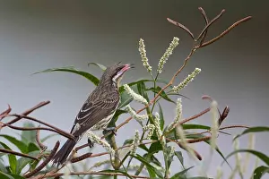 141118: Spiny-cheeked Honeyeater - Calling in bushes beside