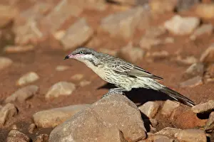 Honeyeaters: Spiny-cheeked Honeyeater - Coming to drink at a