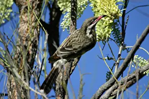 Hakea: Spiny-cheeked Honeyeater - on Corkwood, (Hakea sp)