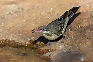 Honeyeaters: Spiny-cheeked Honeyeater - drinking at a small pool