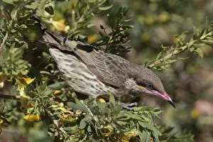 Honeyeater: Spiny-cheeked Honeyeater - foraging for nectar