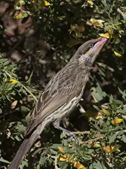 Honeyeater: Spiny-cheeked Honeyeater - foraging for nectar