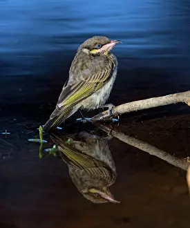 Honeyeaters: Spiny-cheeked Honeyeater - immature at a waterhole