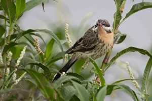 141118: Spiny-cheeked Honeyeater - Perched in a bush beside