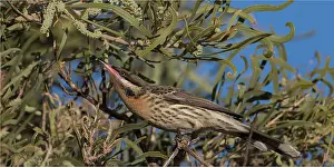 Honeyeaters: Spiny-cheeked Honeyeater - Searching for food -