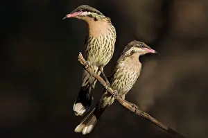 Honeyeaters: Spiny-cheeked Honeyeaters