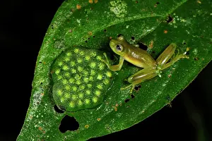 Choco: Spiny Cochran Frog, frog spawn, San Cipriano, Choco