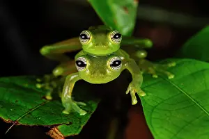 Choco: Spiny Cochran Frog, mating, San Cipriano, Choco