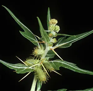 Spiny: Spiny cocklebur