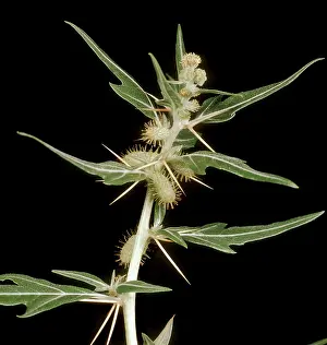 Dispersal: Spiny cocklebur in flower