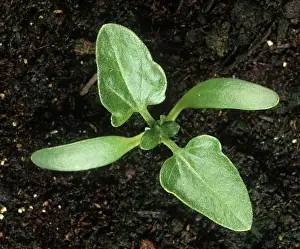 Composite: Spiny cocklebur seedling