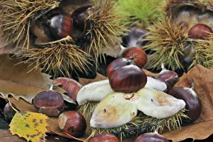 Soil: Spiny cupules and chestnuts of the sweet chestnut (