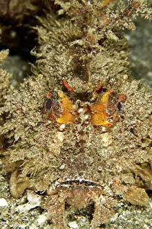 Puzzle: Spiny Devilfish