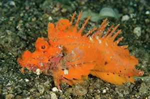 Spine: Spiny Devilfish