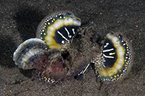 Flashing: Spiny Devilfish