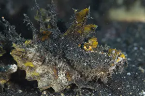 Devilfish: Spiny Devilfish - on black sand - TK2 dive site