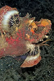 Devilfish: Spiny Devilfish displaying colorful fins on black