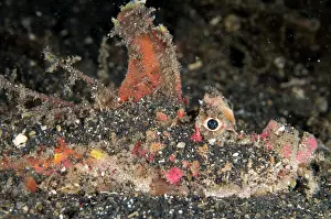 Devilfish: Spiny Devilfish with spines