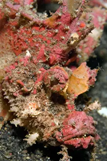 Painful: Spiny Devilfish with spines