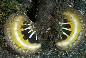 Painful: Spiny Devilfish warning displaying colorful fins