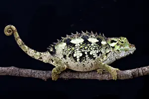 Flanked: Spiny-flanked Chameleon (Trioceros laterispinis)