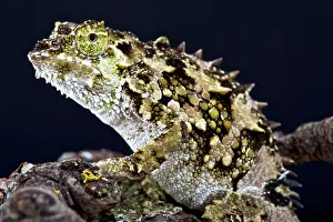 Flanked: Spiny-flanked Chameleon (Trioceros laterispinis)