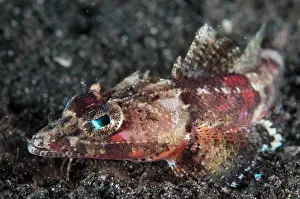 Hairball: Spiny Flathead during night dive