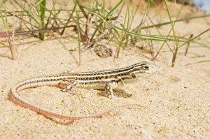 Acanthodactylus: Spiny-footed Lizard