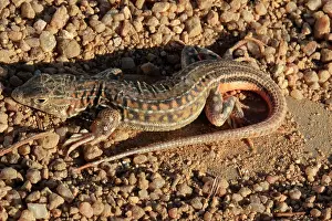Dorsal: Spiny-footed lizard (Acanthodactylus erythrurus)