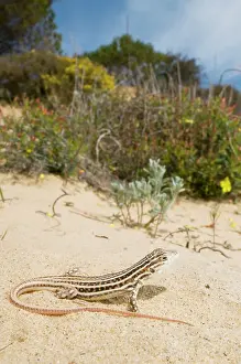 Acanthodactylus: Spiny-footed Lizard - in habitat