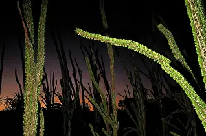 Alluaudia: Spiny Forest after sunset