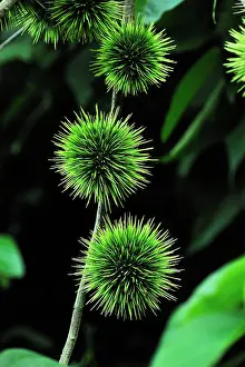 Congo: Spiny fruit of small tree - secondary forest DR