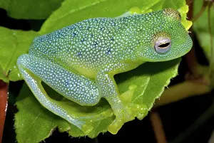 Spinosa: Spiny Glass Frog