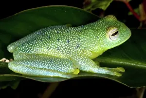 Spinosa: Spiny Glass Frog