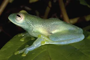 Spinosa: Spiny Glass Frog
