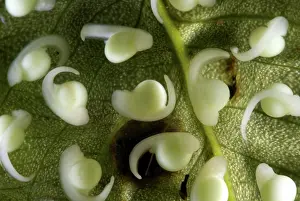 Modes: Spiny Glass Frog larvae