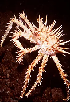 Crabs: SPINY KING CRAB
