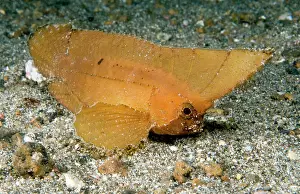Ablabys: Spiny Leaf Fish