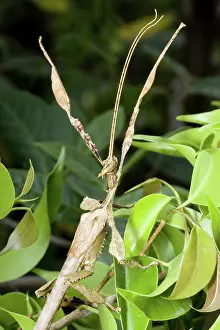 Extatosoma: Spiny leaf insect