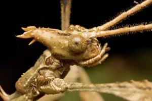 Inspiration: Spiny leaf insect